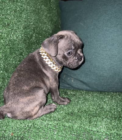 بنت فرنش بولدوج • frenchbulldog female