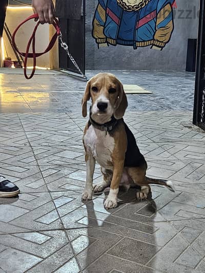 beagle  كلاب بيجل