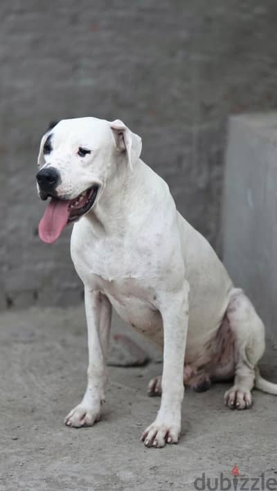 ذكر دوجو أرجنتينو بيور 13 شهر - مطعم ومترخص | Pure Dogo Argentino Male