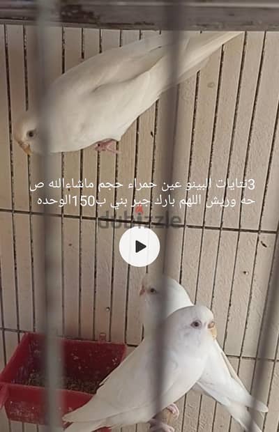 بصفي العصافير