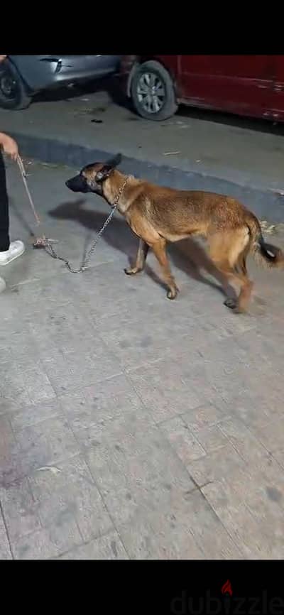 كلب مالينو