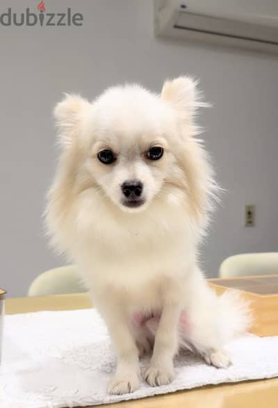 كلب للبيع Pomeranian