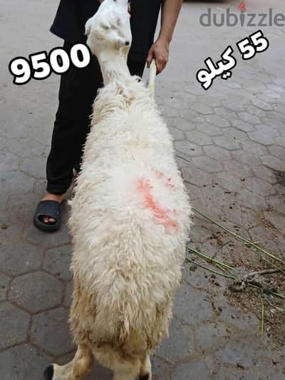 خروف 55 كيلو برقي حر 9500 والدبح والتغليف هدية