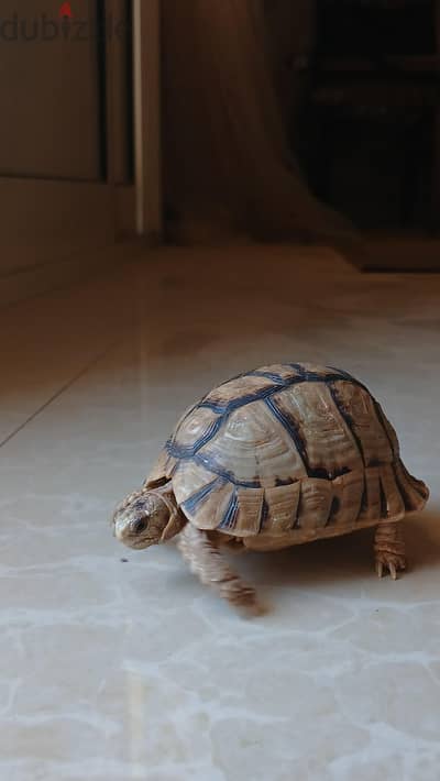سلحفاه - turtle