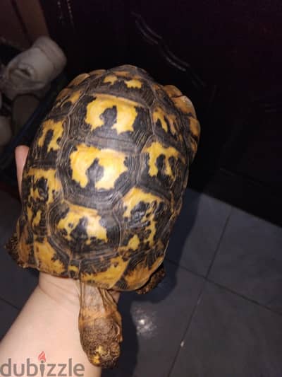 سلاحف يوناني