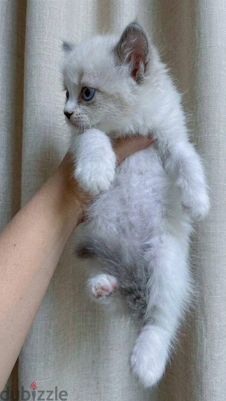 ragdoll kitten 1