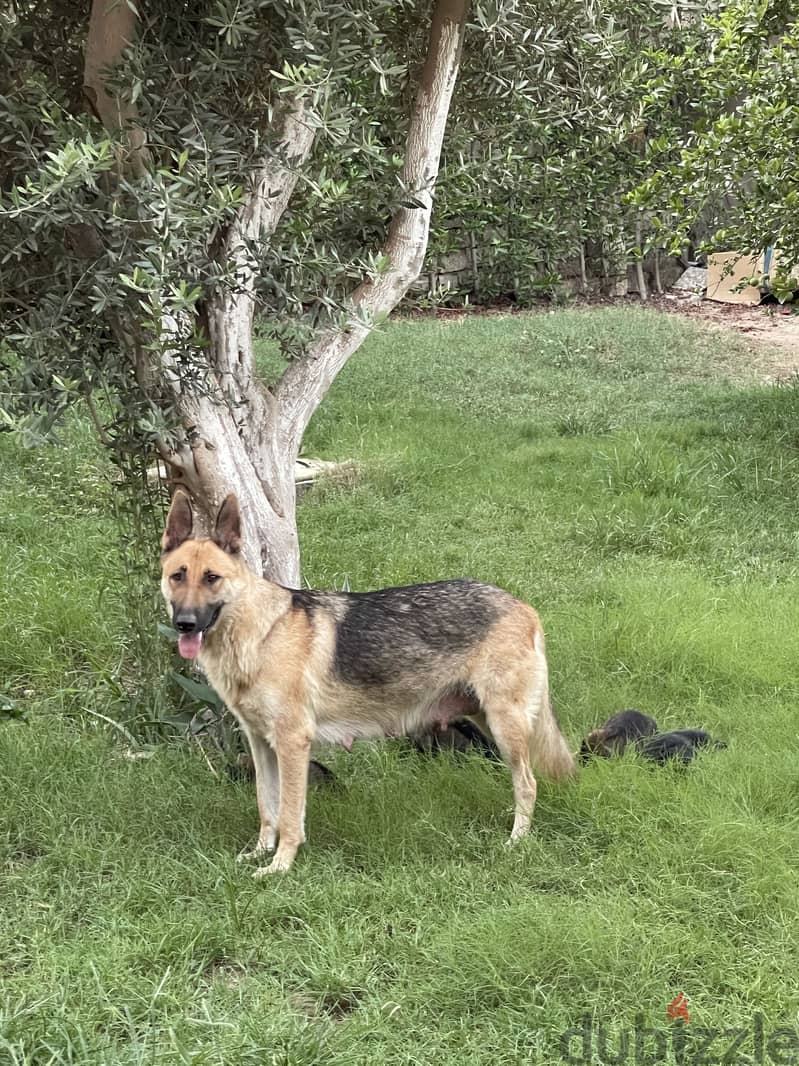 German shepherd female 1