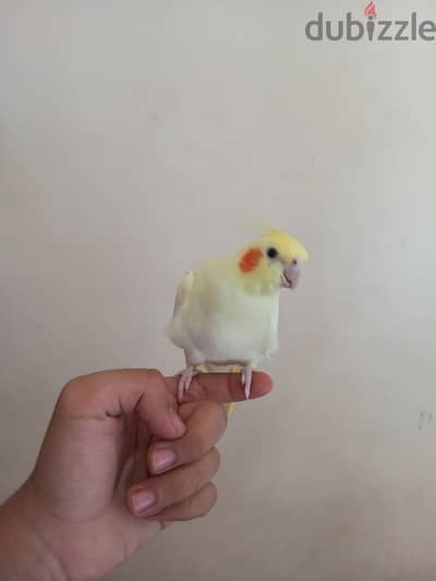 بنت لاتيني تأكيل يدوي بيرل عين حمره حاجه نضيفه