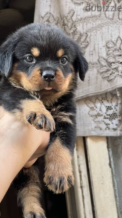 Rottweilerpuppy vaccination