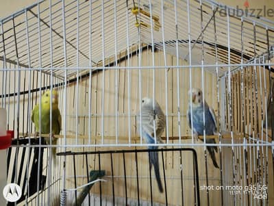 عصافير بادجى شباب سن 3 شهور