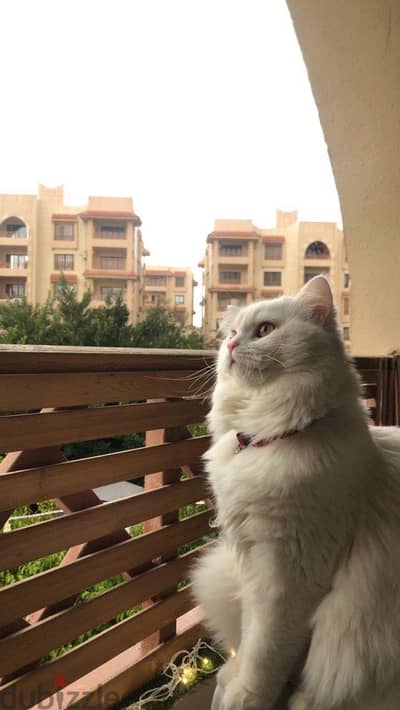 قط شيرازي عمره سنة و نصف