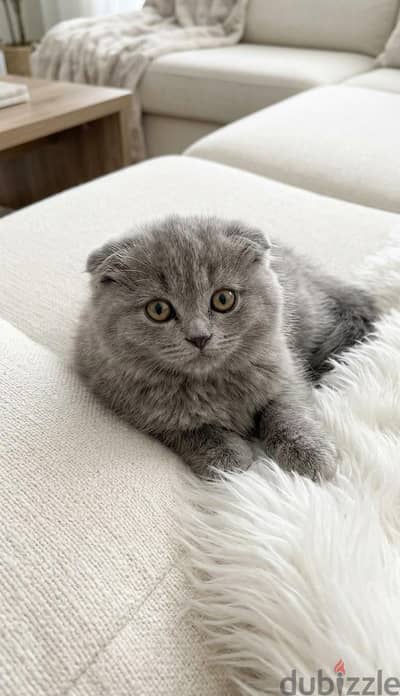 scottish fold female