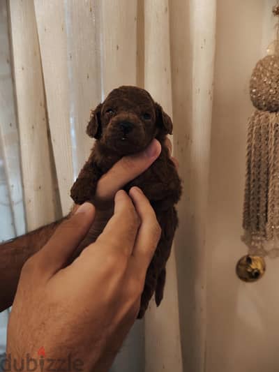 chinese poodle