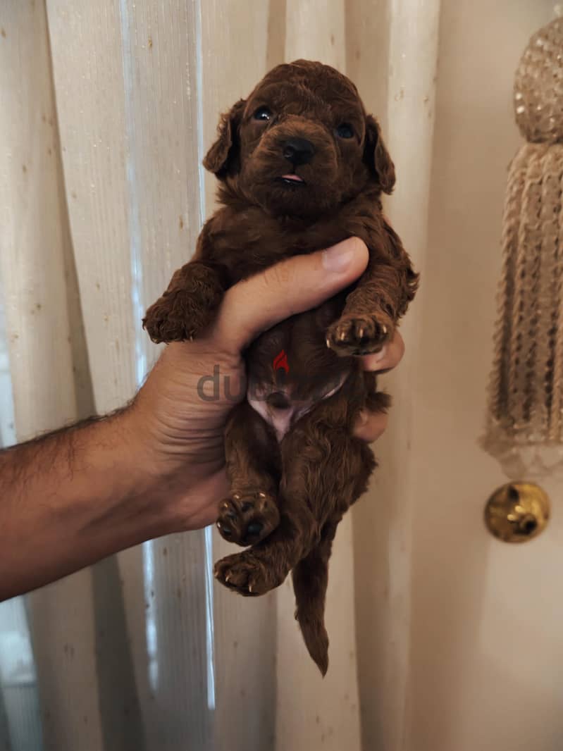 chinese poodle 1