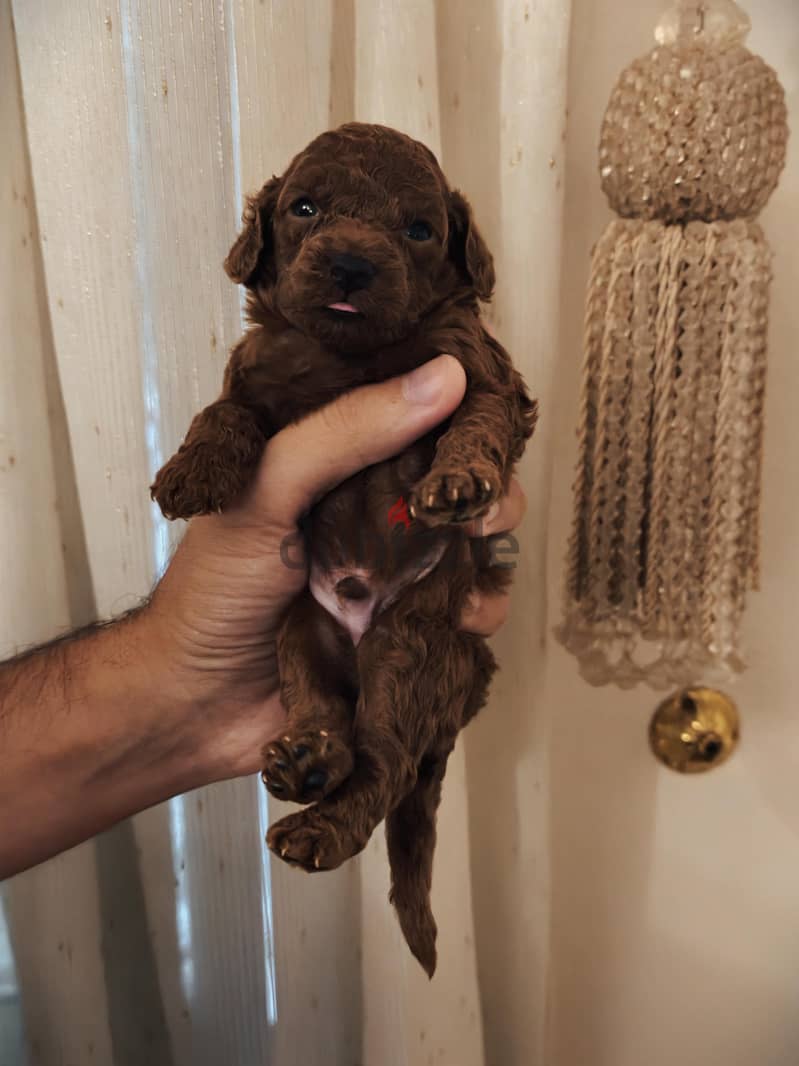 chinese poodle 2