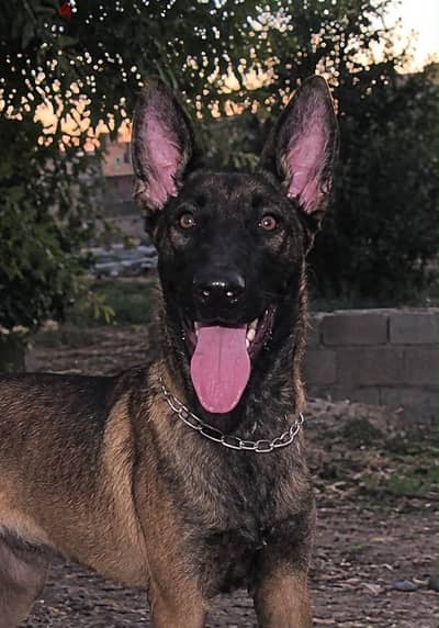 كلب مالينو Malinois dog