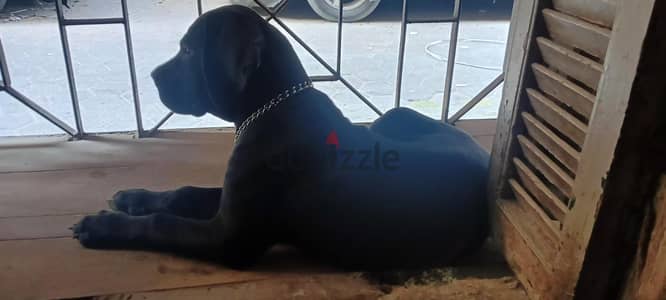 Cane Corso