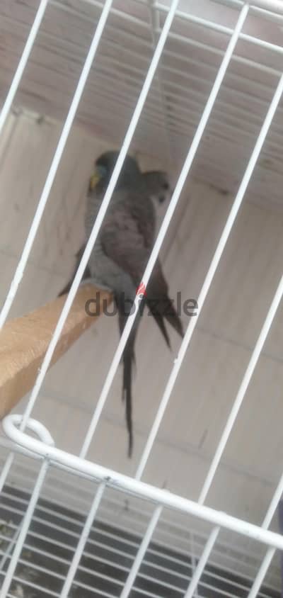دكر دبل  بلاك