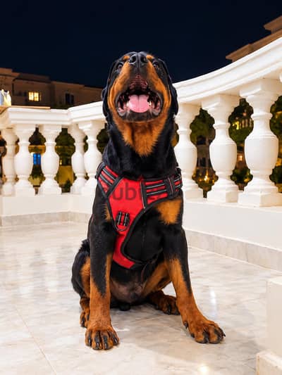 Rottweiler Male Puppy for Sale