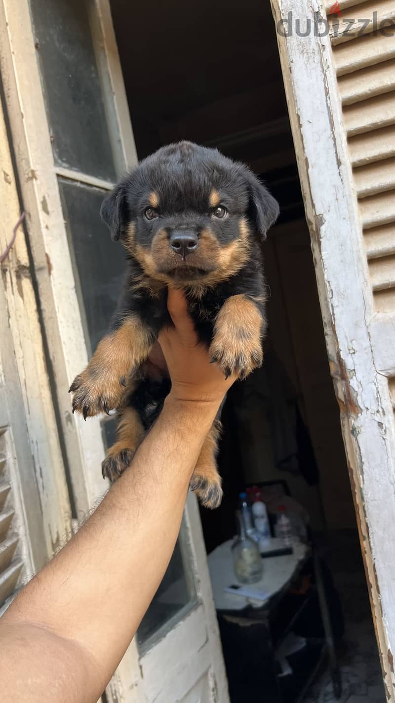 Rottweiler puppy vaccinations 1