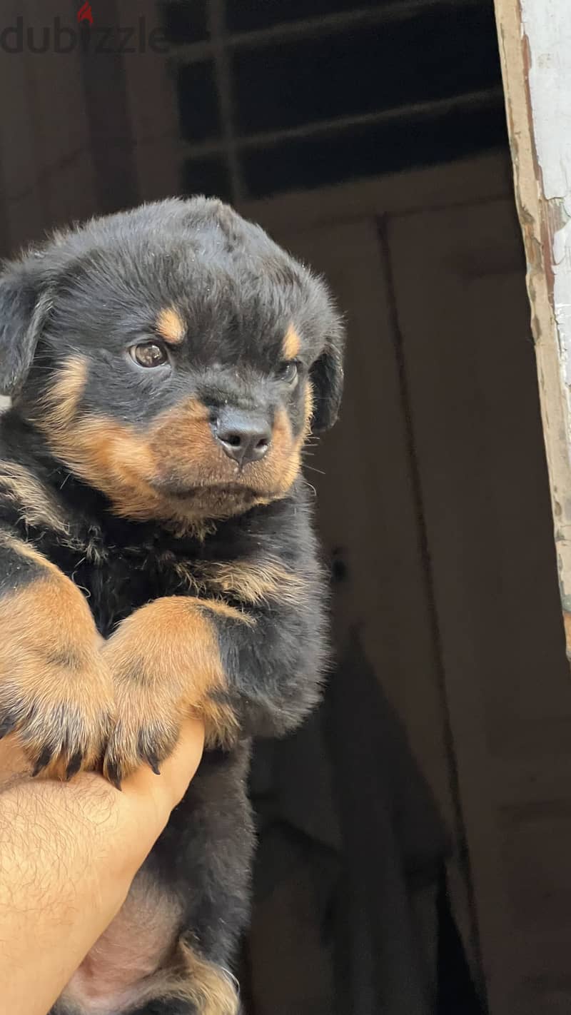 Rottweiler puppy vaccinations 2