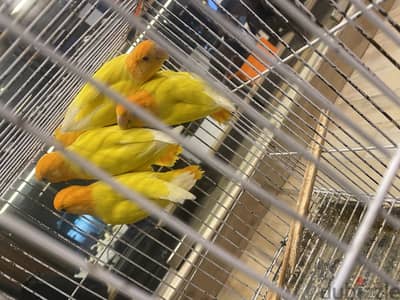 جوزين عصافير روز لاتيني اورانج