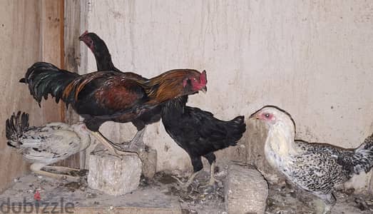 فراخ هندى شغاله منتجه
