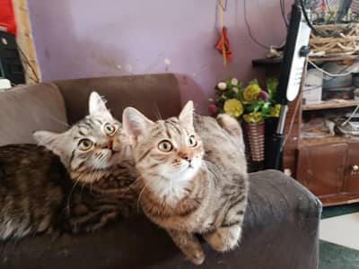 قطه بنوته مطعمه
