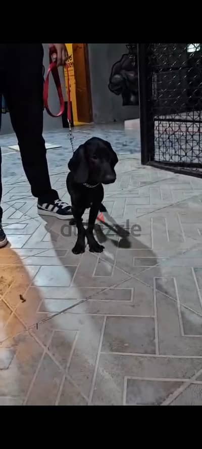 ولد داتش هوند
