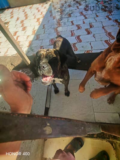 كلاب Cane Boxer عمر عامين جمال جدا