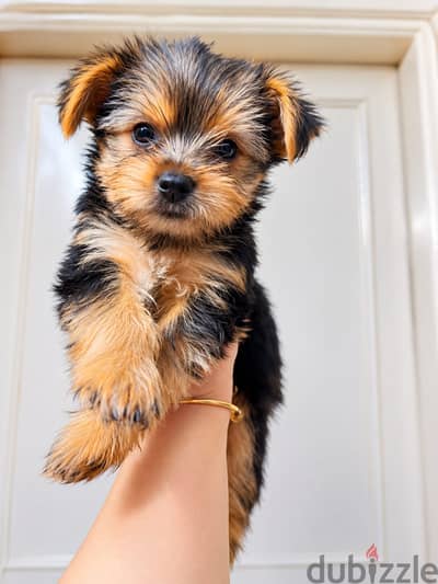 يورك شاير Yorkshire Puppies للبيع – 4 بنات و3 ولاد