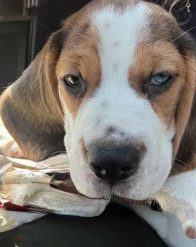 Female beagle 75day