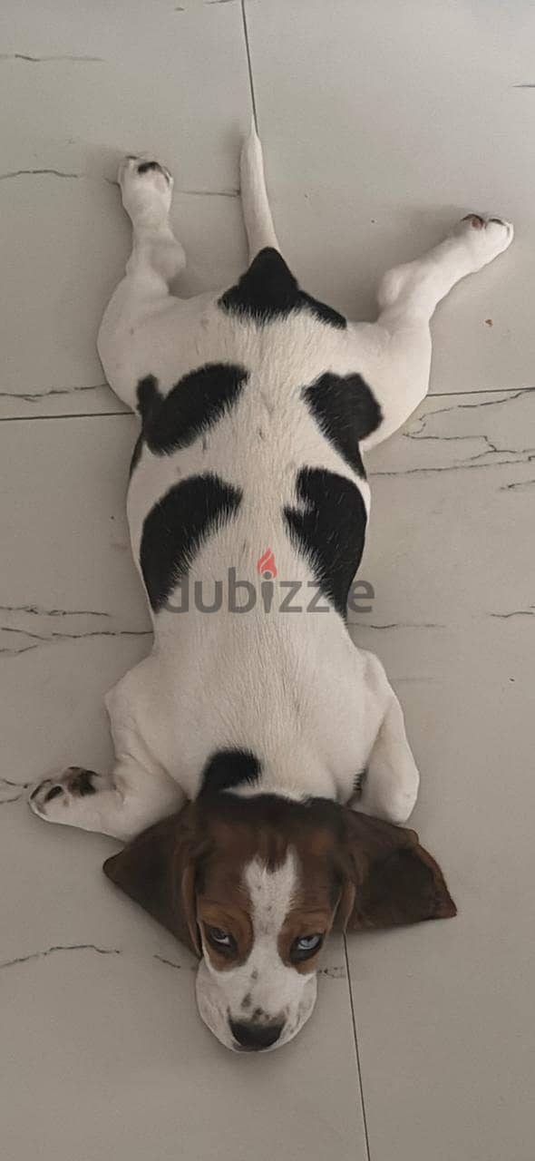 Female beagle 90days 1