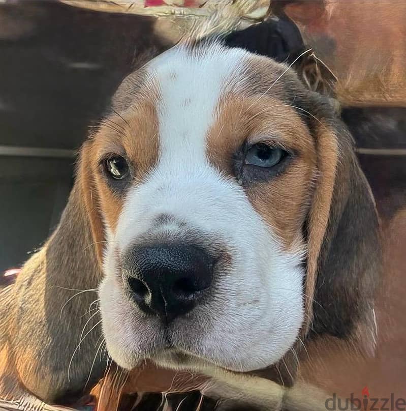 Female beagle 90days 3