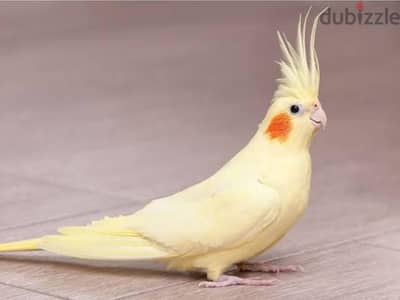 مطلوب دكر كوكتيل لاتيني يكون شغال