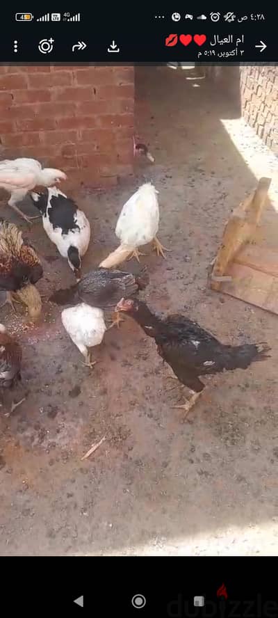 مجموعه فراخ هندى شغالين بفضل الله 4فراخ و6ديوك الحته عامله 500