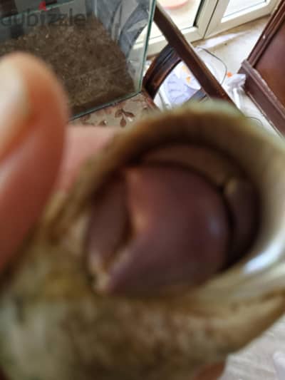 hermit crab للبيع