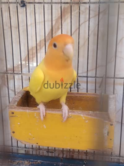 ذكر روز اوبلاين اورنج