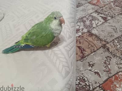 ببغاء كويكر