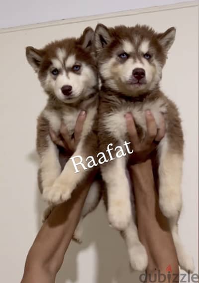 Husky هاسكي