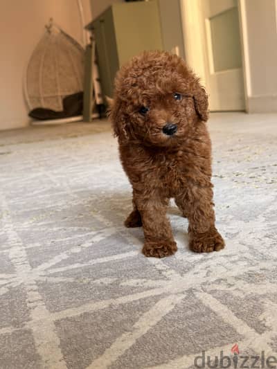 Poodle puppy toy poodle toypoodle بول تويبودل