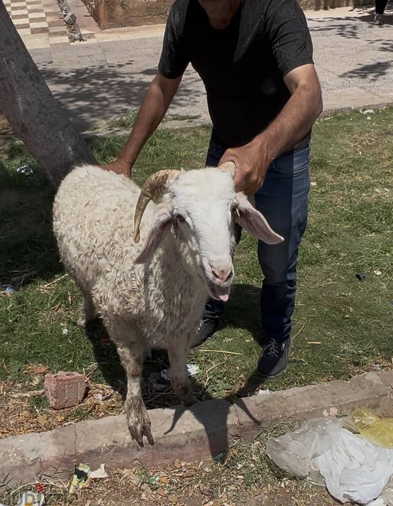 خرفان 1