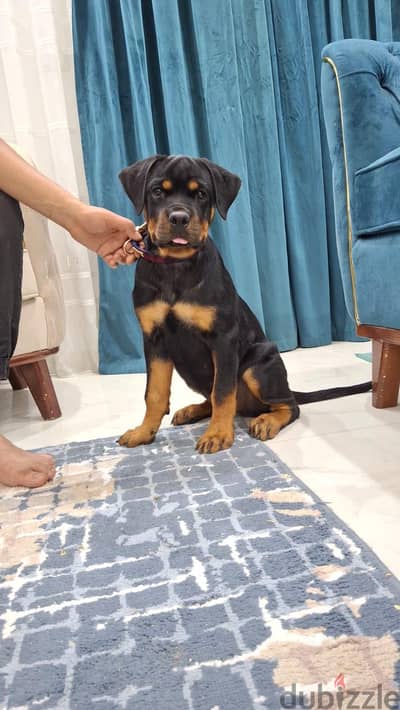 أنثى روت وايلر مميزة جدًا خمس شهور ونص  Female Rottweiler