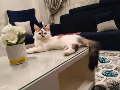 قطه شيرازي