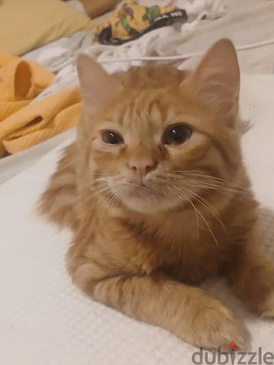 cat for adoption