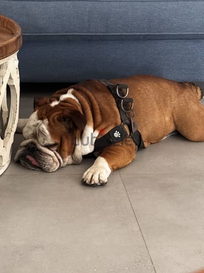 6 years old English male bulldog from Budapest