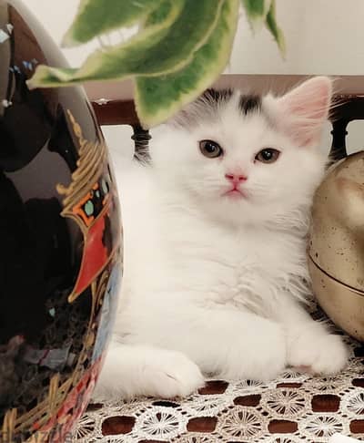 قط  شيرازي بيور  Pure Himalayan & Persian Kittens
