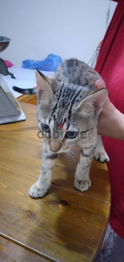Adorable kitten for adaption