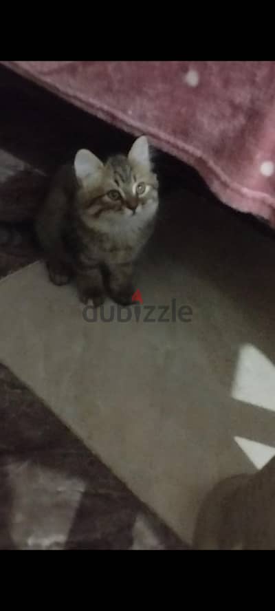 قطط شيراز بيور