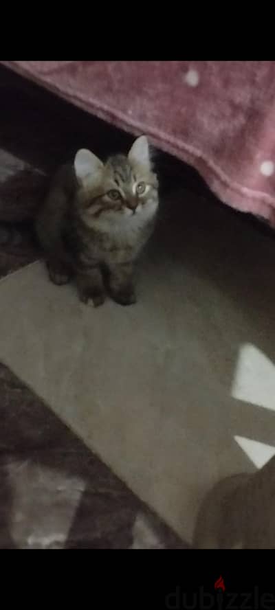قطط شيراز بيور
